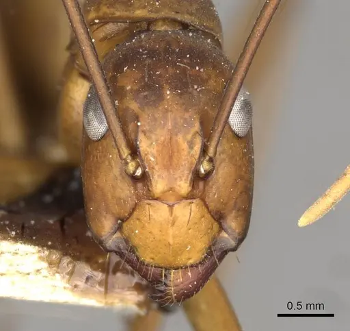 Camponotus solon specimen CASENT0910266 image casent0910266_2