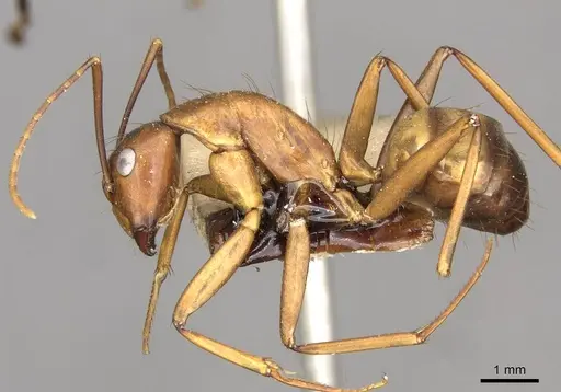 Camponotus solon specimen CASENT0910266 image casent0910266_3