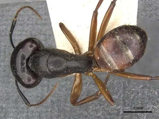 Camponotus solon specimen CASENT0910267 image casent0910267_1