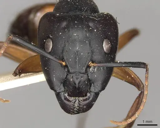 Camponotus solon specimen CASENT0910267 image casent0910267_2