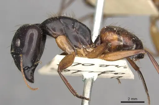 Camponotus solon specimen CASENT0910267 image casent0910267_3