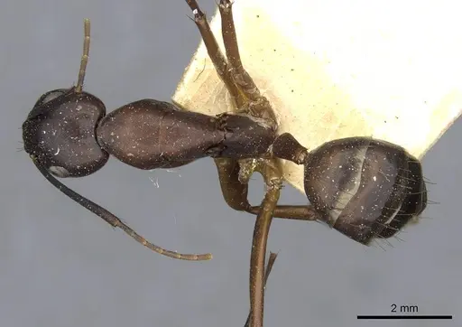 Camponotus solon specimen CASENT0910268 image casent0910268_1