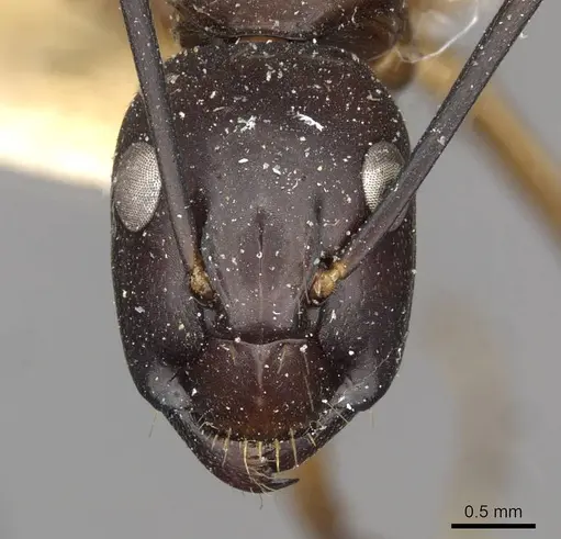 Camponotus solon specimen CASENT0910268 image casent0910268_2