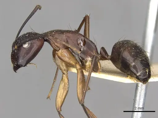 Camponotus solon specimen CASENT0910268 image casent0910268_3