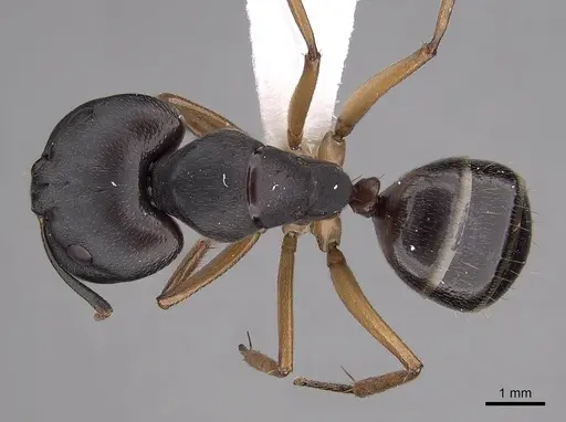 Camponotus somalinus specimen CASENT0280287 image casent0280287_1