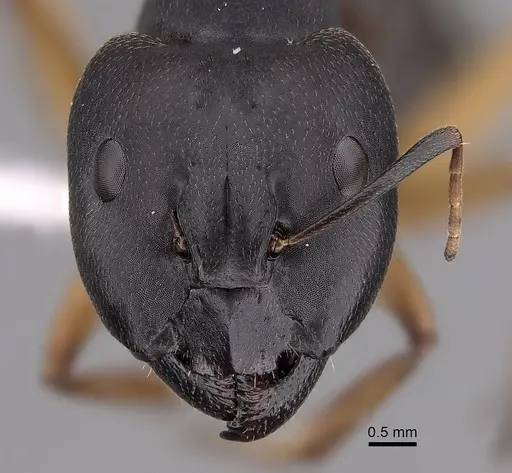 Camponotus somalinus specimen CASENT0280287 image casent0280287_2