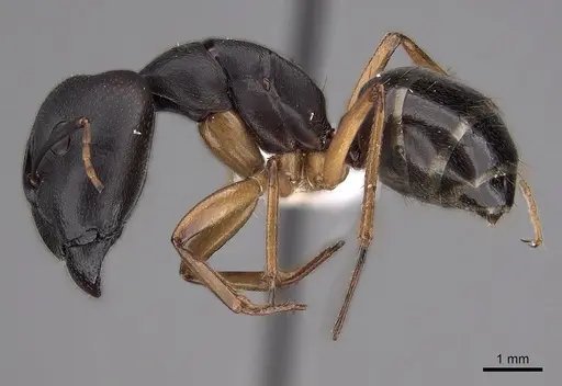 Camponotus somalinus specimen CASENT0280287 image casent0280287_3