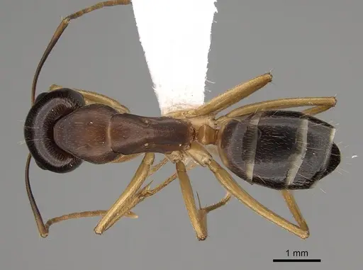 Camponotus somalinus specimen CASENT0280288 image casent0280288_1