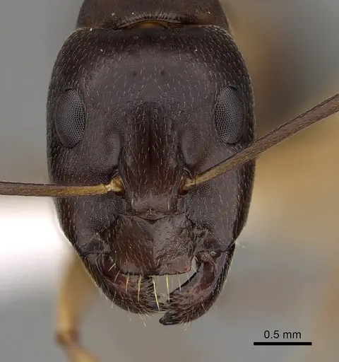Camponotus somalinus specimen CASENT0280288 image casent0280288_2