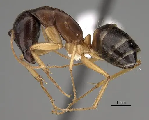 Camponotus somalinus specimen CASENT0280288 image casent0280288_3