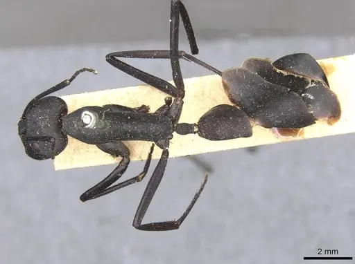 Camponotus somalinus specimen CASENT0910271 image casent0910271_1