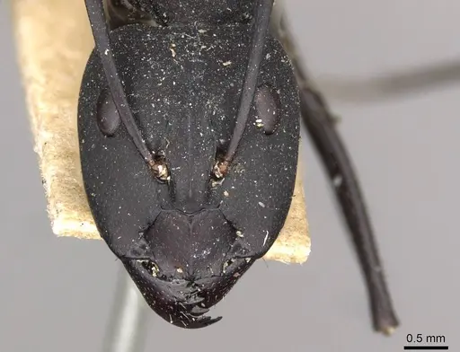 Camponotus somalinus specimen CASENT0910271 image casent0910271_2