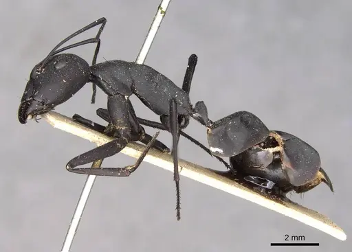Camponotus somalinus specimen CASENT0910271 image casent0910271_3