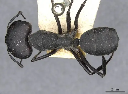 Camponotus somalinus specimen CASENT0910272 image casent0910272_1