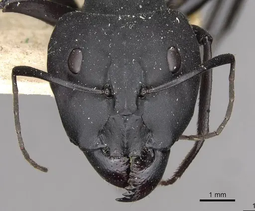 Camponotus somalinus specimen CASENT0910272 image casent0910272_2