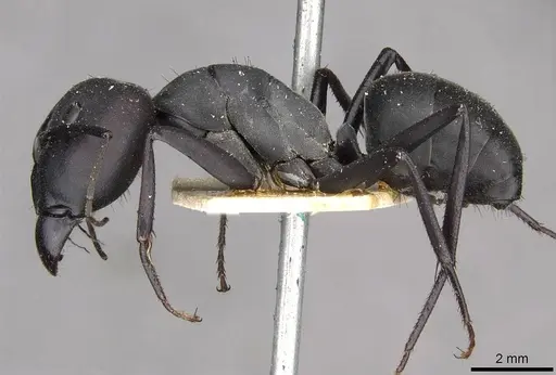 Camponotus somalinus specimen CASENT0910272 image casent0910272_3