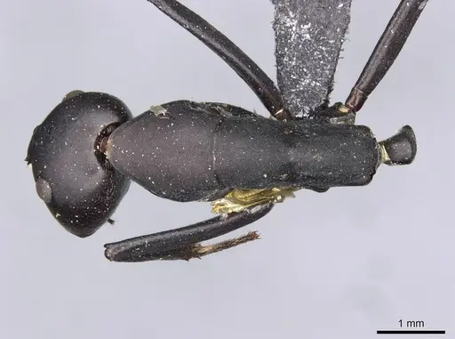 Camponotus somalinus specimen CASENT0910273 image casent0910273_1