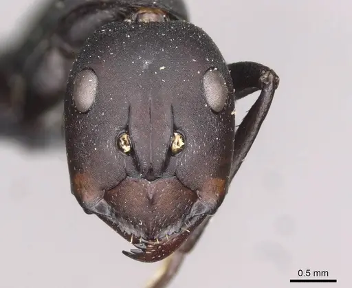 Camponotus somalinus specimen CASENT0910273 image casent0910273_2