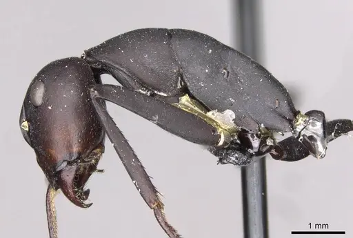 Camponotus somalinus specimen CASENT0910273 image casent0910273_3