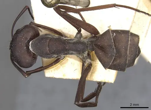 Camponotus somalinus specimen CASENT0910274 image casent0910274_1