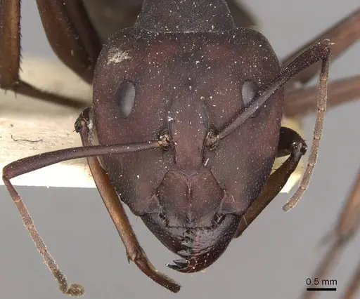 Camponotus somalinus specimen CASENT0910274 image casent0910274_2