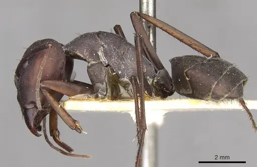 Camponotus somalinus specimen CASENT0910274 image casent0910274_3