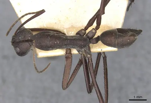 Camponotus somalinus specimen CASENT0910275 image casent0910275_1