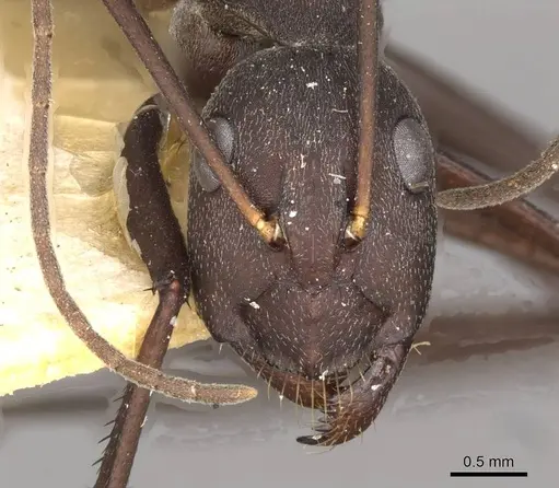 Camponotus somalinus specimen CASENT0910275 image casent0910275_2