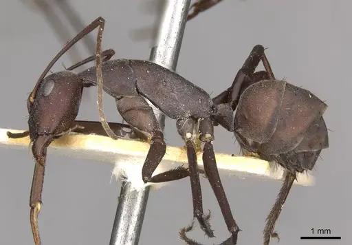Camponotus somalinus specimen CASENT0910275 image casent0910275_3