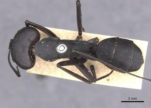Camponotus somalinus specimen CASENT0913692 image casent0913692_1