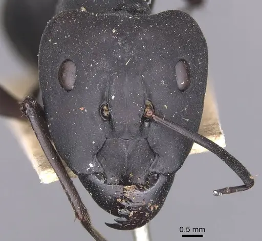 Camponotus somalinus specimen CASENT0913692 image casent0913692_2