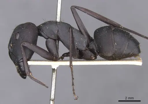 Camponotus somalinus specimen CASENT0913692 image casent0913692_3