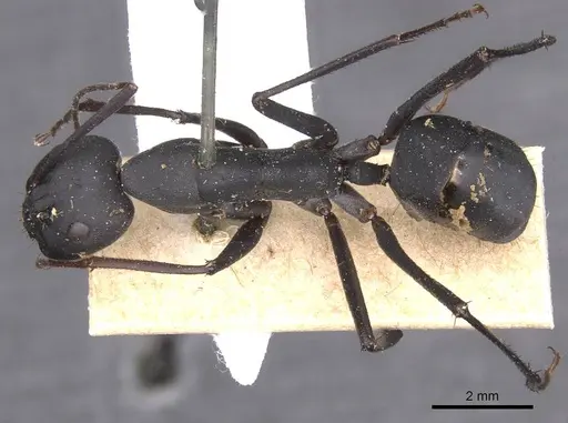 Camponotus somalinus specimen CASENT0913693 image casent0913693_1