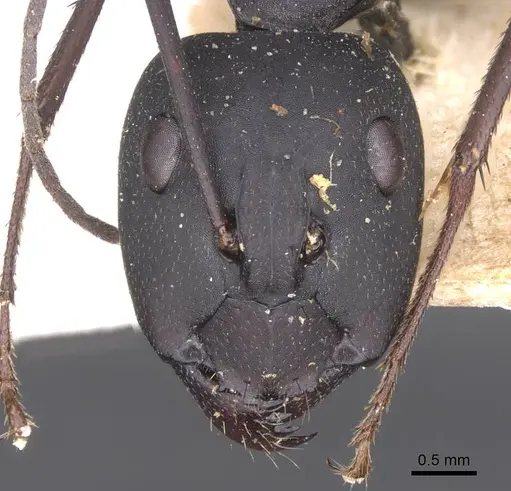 Camponotus somalinus specimen CASENT0913693 image casent0913693_2