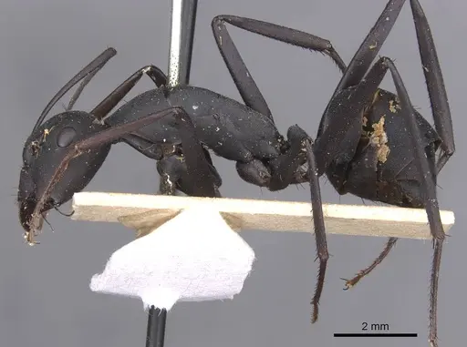 Camponotus somalinus specimen CASENT0913693 image casent0913693_3