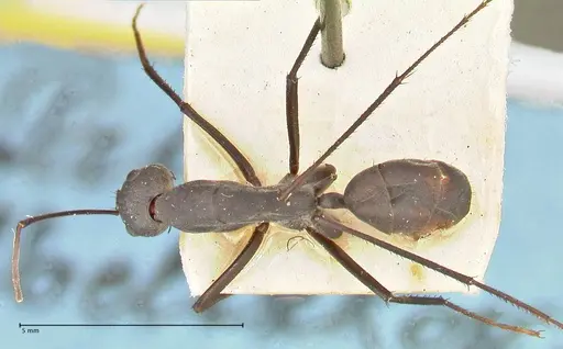 Camponotus somalinus specimen FOCOL2434 image focol2434_1
