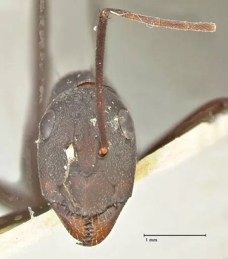 Camponotus somalinus specimen FOCOL2434 image focol2434_2