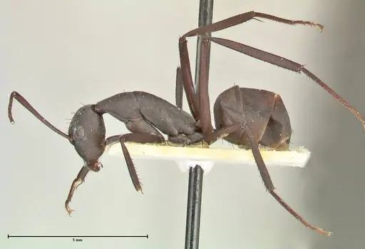 Camponotus somalinus specimen FOCOL2434 image focol2434_3