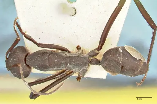 Camponotus somalinus specimen FOCOL2435 image focol2435_1