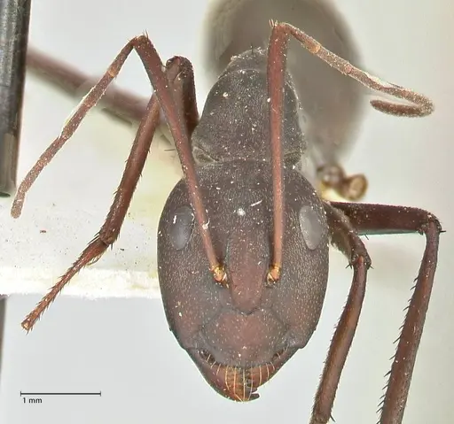 Camponotus somalinus specimen FOCOL2435 image focol2435_2
