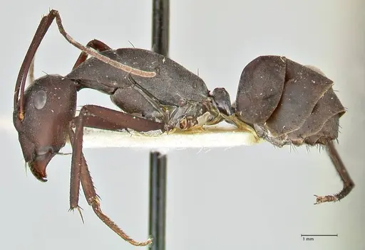 Camponotus somalinus specimen FOCOL2435 image focol2435_3