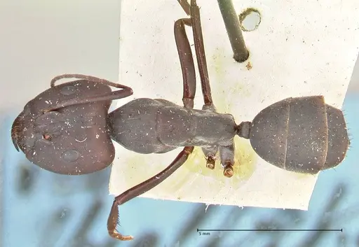 Camponotus somalinus specimen FOCOL2436 image focol2436_1