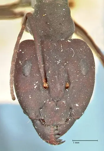 Camponotus somalinus specimen FOCOL2436 image focol2436_2