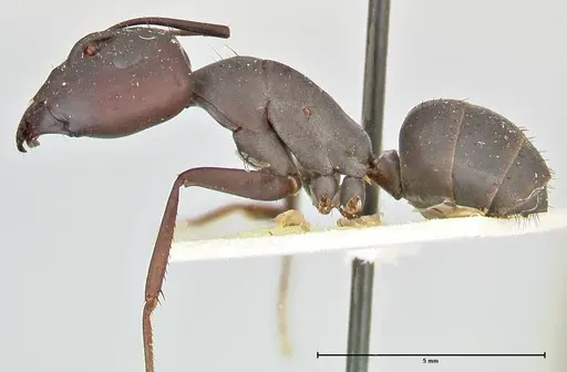 Camponotus somalinus specimen FOCOL2436 image focol2436_3