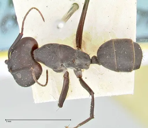 Camponotus somalinus specimen FOCOL2437 image focol2437_1