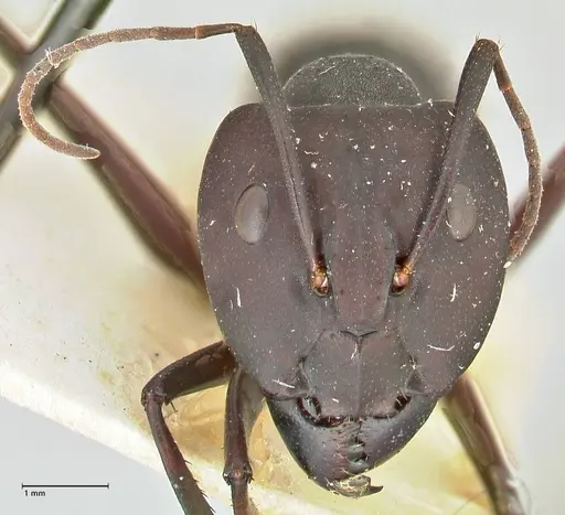 Camponotus somalinus specimen FOCOL2437 image focol2437_2