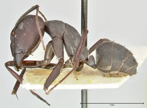 Camponotus somalinus specimen FOCOL2437 image focol2437_3