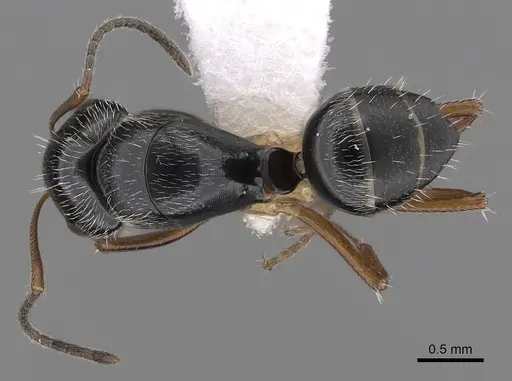 Camponotus sphaericus specimen CASENT0280088 image casent0280088_1