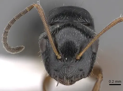Camponotus sphaericus specimen CASENT0280088 image casent0280088_2