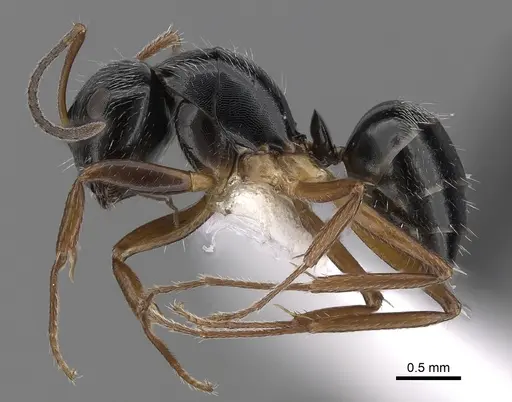 Camponotus sphaericus specimen CASENT0280088 image casent0280088_3